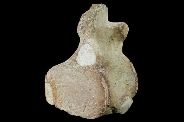 Fossil Plesiosaur Cervical Vertebra - Asfla, Morocco #166012